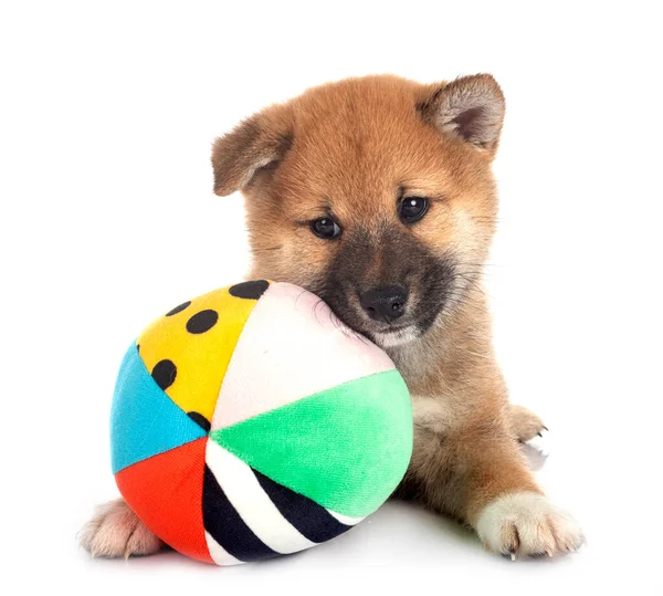 Cachorro Shiba Inu Delante Fondo Blanco — Foto de Stock
