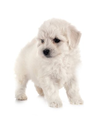 Genç Bichon Frise beyaz arkaplanın önünde