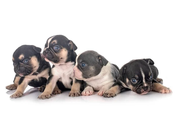 Cachorros Bulldog Francês Frente Fundo Branco — Fotografia de Stock