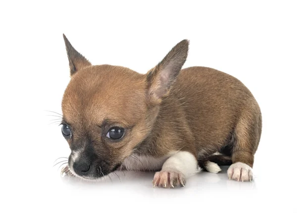 白い背景の前に小さなChihuahua — ストック写真