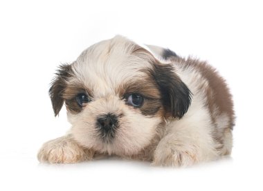 Köpek Shih Tzu beyaz arkaplanın önünde