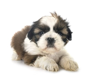 Köpek Shih Tzu beyaz arkaplanın önünde