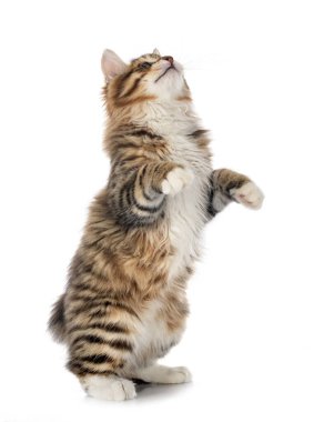 Beyaz arkaplan önünde Kurilian Kısakuyruğu