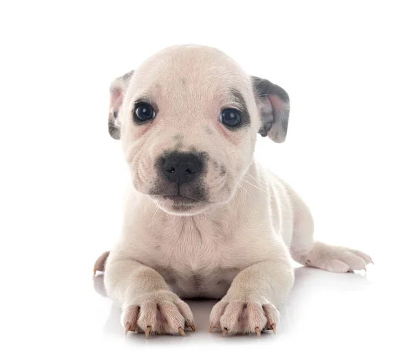 Cachorro Staffordshire Bull Terrier Frente Fondo Blanco — Foto de Stock