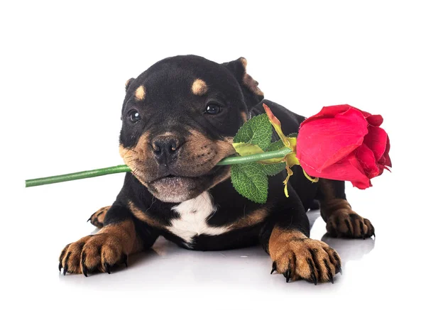 Cachorrinho Americano Valentão Frente Fundo Branco — Fotografia de Stock