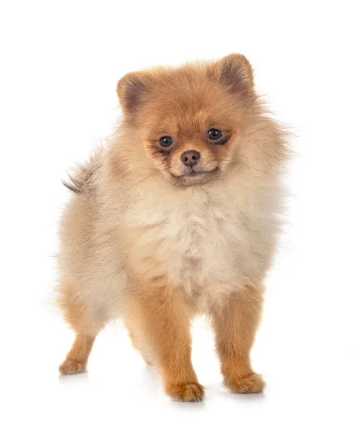 Young Pomeranian Front White Background — Stock Photo, Image