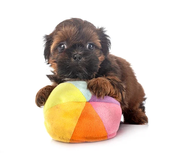 Chiot Shih Tzu Devant Fond Blanc — Photo