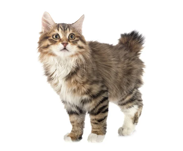 Kurilian Bobtail Front White Background — Stock Photo, Image