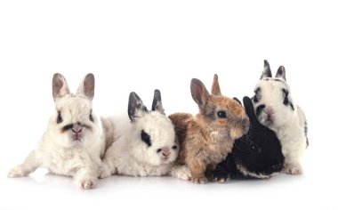 Beyaz arkaplan önünde Rex Tavşanları