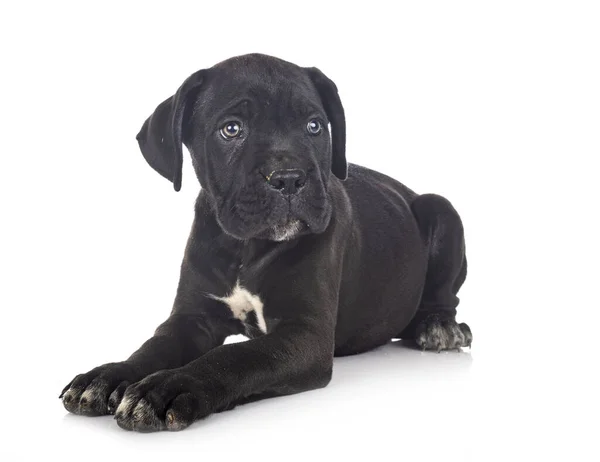 Pup Italiaanse Mastiff Voorkant Van Witte Achtergrond — Stockfoto