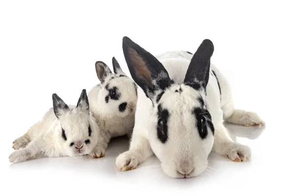 Rex Rabbits Front White Background — Stock Photo, Image