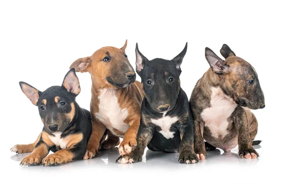 Miniature Bull Terriers Μπροστά Από Λευκό Φόντο — Φωτογραφία Αρχείου