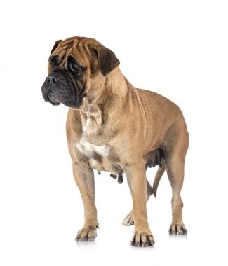 Beyaz arkaplan önünde genç bir boğa.