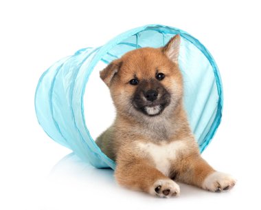 Beyaz arka planda köpek yavrusu shiba inu