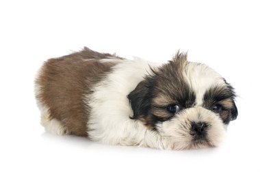 Köpek Shih Tzu beyaz arkaplanın önünde