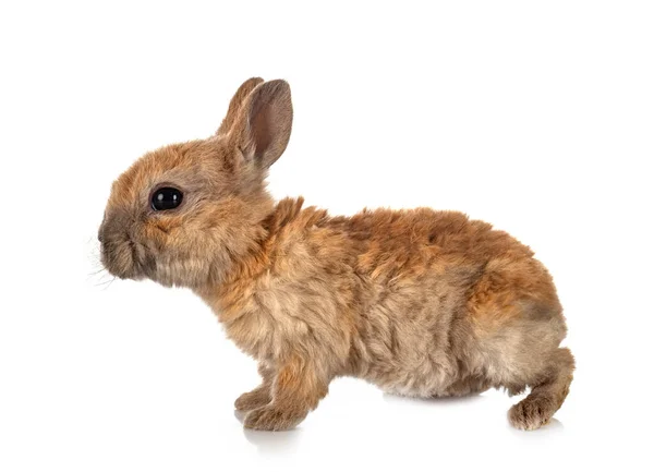 Rex Konijn Voor Witte Achtergrond — Stockfoto