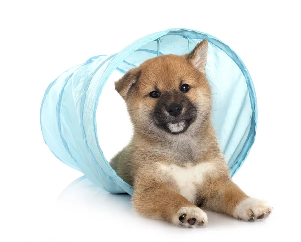 Cachorro Shiba Inu Delante Fondo Blanco —  Fotos de Stock