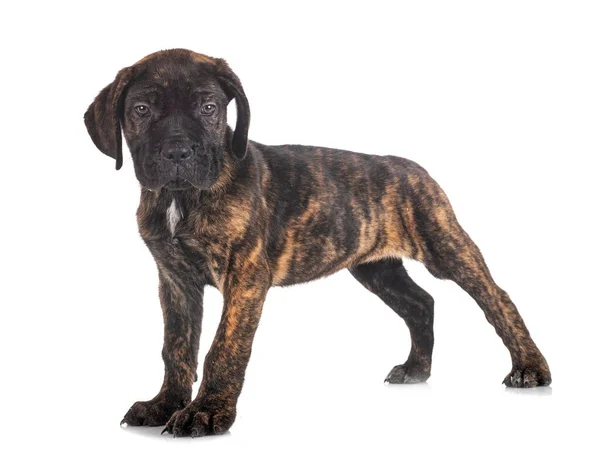 Valp Italiensk Mastiff Framför Vit Bakgrund — Stockfoto