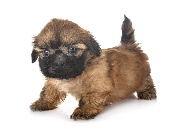 Welpe Shih Tzu Vor Weißem Hintergrund — Stockfoto