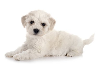 Genç Bichon Frise beyaz arkaplanın önünde