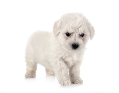 Genç Bichon Frise beyaz arkaplanın önünde