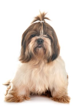 Beyaz arkaplan önünde shih tzu