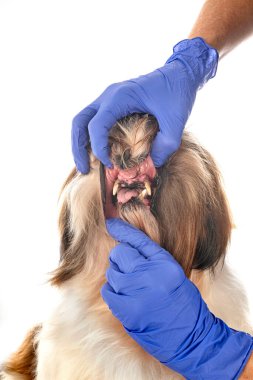 Beyaz arkaplan önünde diş plağı