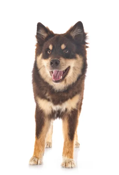 Fins Lapphund Voor Witte Achtergrond — Stockfoto