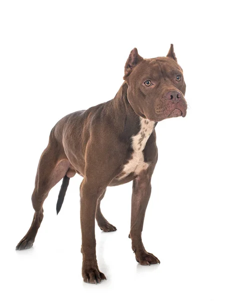 Amerikaanse Pit Bull Terrier Voorkant Van Witte Achtergrond — Stockfoto