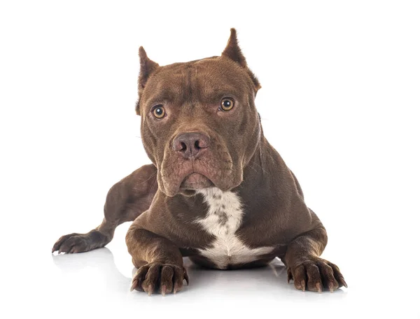 American Pit Bull Terrier Μπροστά Από Λευκό Φόντο — Φωτογραφία Αρχείου