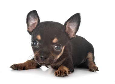 Beyaz arka planda küçük bir chihuahua