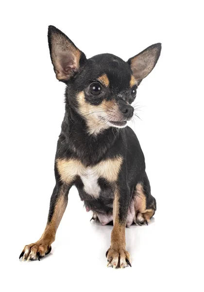 Piccolo Chihuahua Davanti Sfondo Bianco — Foto Stock