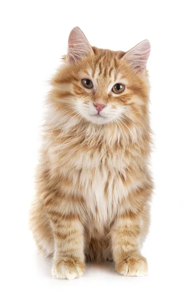 Kurilian Bobtail Front White Background — Stock Photo, Image