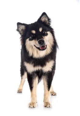 Beyaz arkaplan önünde Fince Lapphund