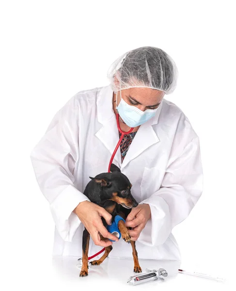 Miniatura Pinscher Veterinario Davanti Sfondo Bianco — Foto Stock