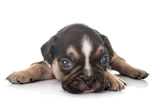 Cachorro Francês Bulldog Frente Fundo Branco — Fotografia de Stock