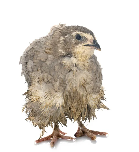 Japanese Quail Front White Background — Stock Photo, Image