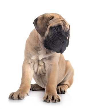 Beyaz arkaplan önünde genç bir boğa.