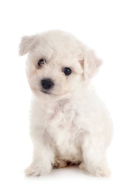 Genç Bichon Frise beyaz arkaplanın önünde