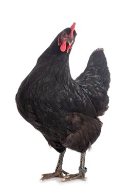 Beyaz arkaplan önünde Geline de Touraine