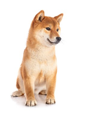 Beyaz arkaplan önünde shiba inu