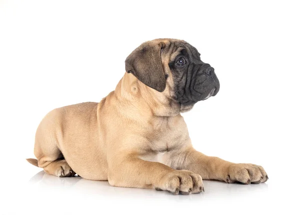 Mladý Bullmastiff Před Bílým Pozadím — Stock fotografie