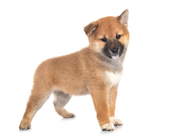 Puppy Shiba Inu Front White Background — Stock Photo, Image