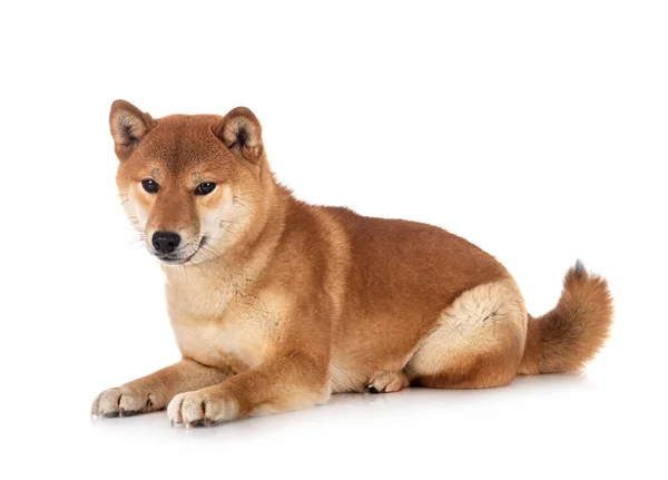 Shiba Inu Frente Fundo Branco — Fotografia de Stock