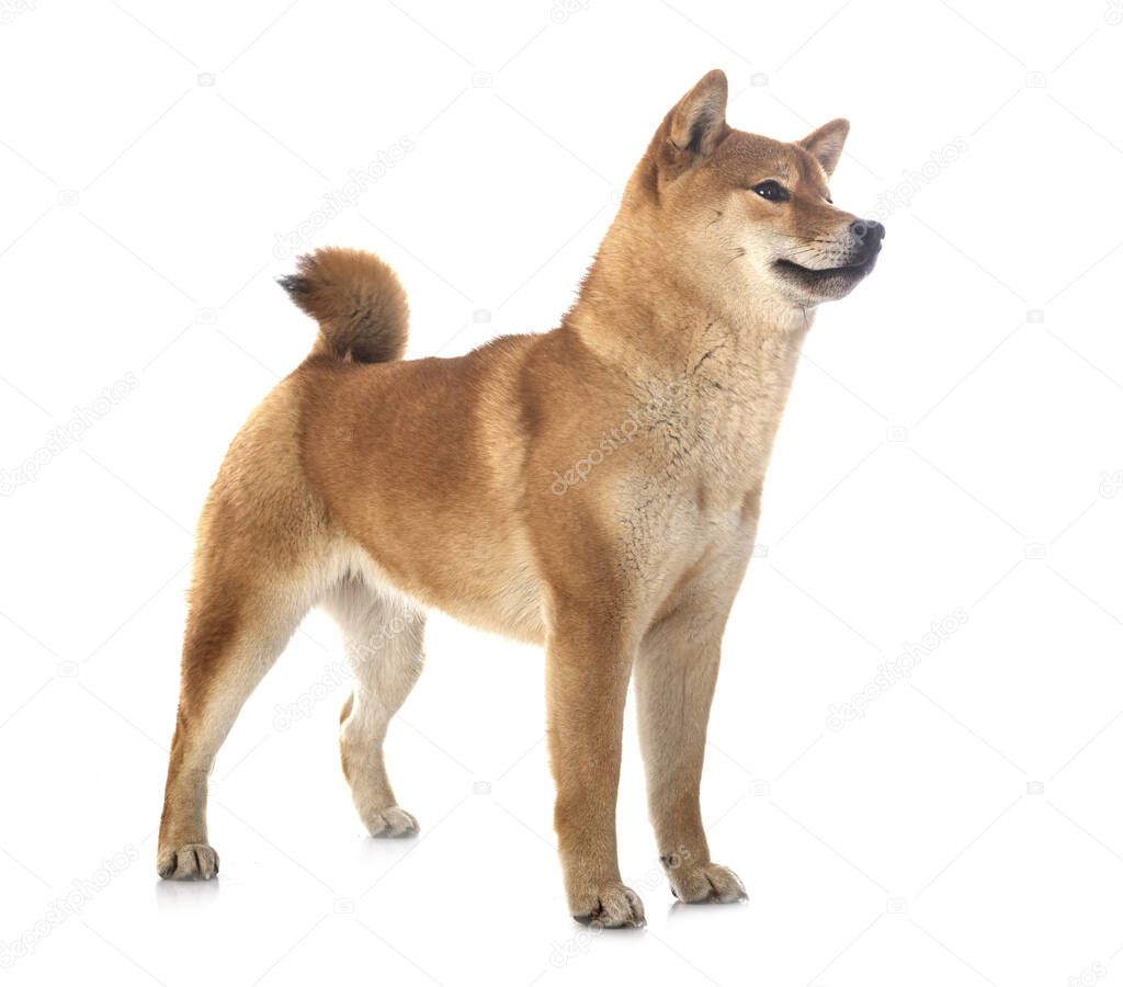 shiba inu in front of white background