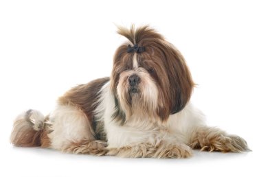 Beyaz arkaplan önünde shih tzu