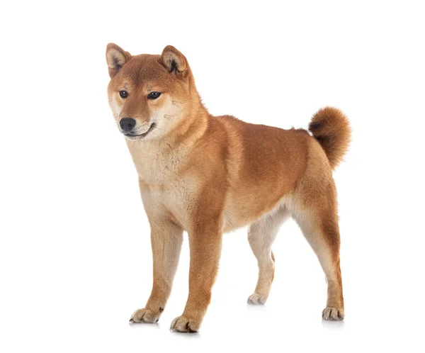 Shiba Inu Przed Białym Tłem — Zdjęcie stockowe