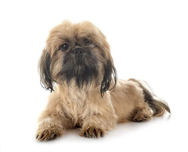 Shih Tzu Frente Fundo Branco — Fotografia de Stock