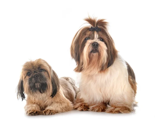 Shih Tzu Framför Vit Bakgrund — Stockfoto