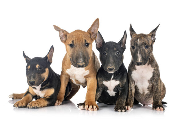 Miniature Bull Terriers in front of white background